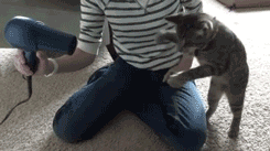 Cat in Dryer